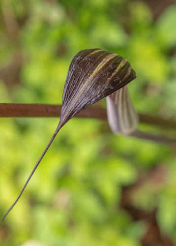Arisaema concinnum, photograph 1