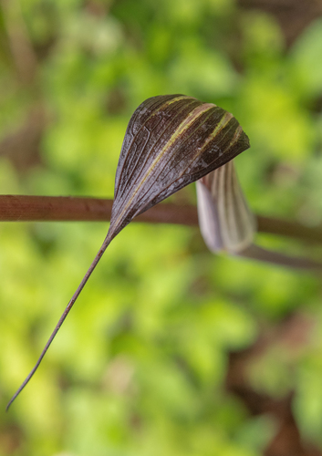 Arisaema concinnum, photograph 2