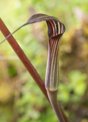 Arisaema concinnum, photograph Morten Ross, CC BY, iNaturalist via GBIF