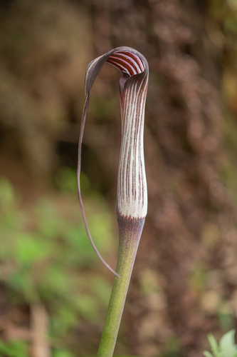 Arisaema concinnum, photograph 4