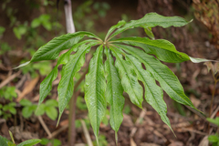 Arisaema concinnum, photograph Morten Ross, CC BY, iNaturalist via GBIF