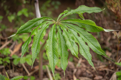 Arisaema concinnum, photograph Morten Ross, CC BY, iNaturalist via GBIF