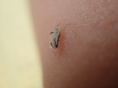 Corythucha confraterna