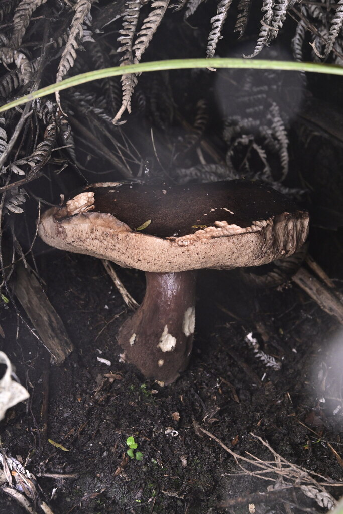 Tylopilus formosus · May 2025 · photo: © invertebratist (iNaturalist, cc-by-nc)