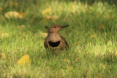 Colaptes auratus auratus