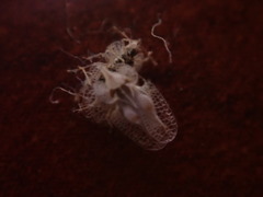 Corythucha confraterna