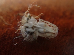 Corythucha confraterna