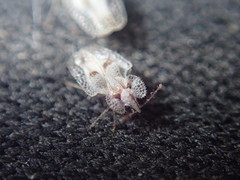 Corythucha confraterna