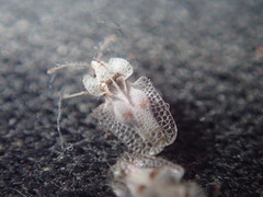 Corythucha confraterna