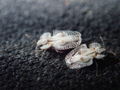 Corythucha confraterna