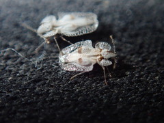 Corythucha confraterna