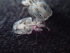 Corythucha confraterna