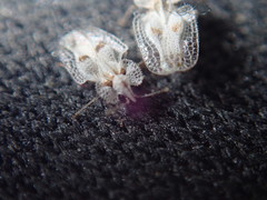 Corythucha confraterna