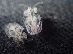 Corythucha confraterna