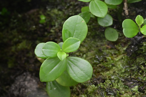Peperomia urvilleana