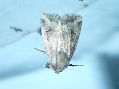 Anhimella pacifica