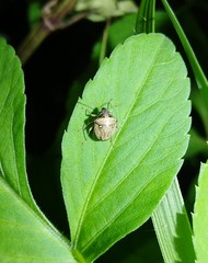 Eysarcoris guttigerus