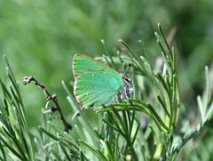 Callophrys dumetorum