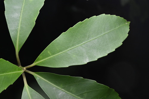 Melicytus macrophyllus A.Cunn.