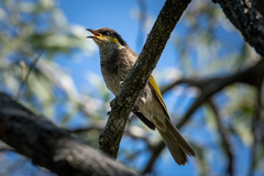 Gavicalis fasciogularis