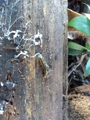 Luteostriata abundans