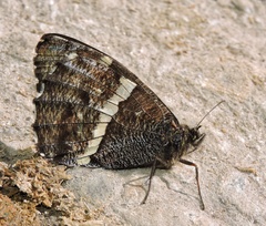 Aulocera padma