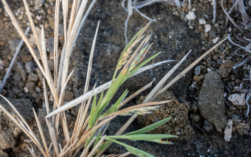 Panicum fauriei observed 2025-05-29