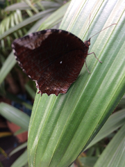 Elymnias hypermnestra