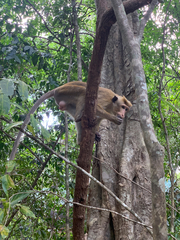 Macaca sinica sinica
