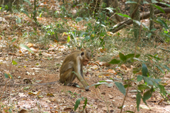 Macaca sinica sinica