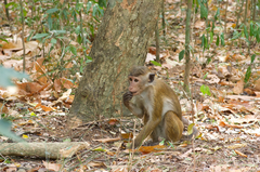 Macaca sinica sinica