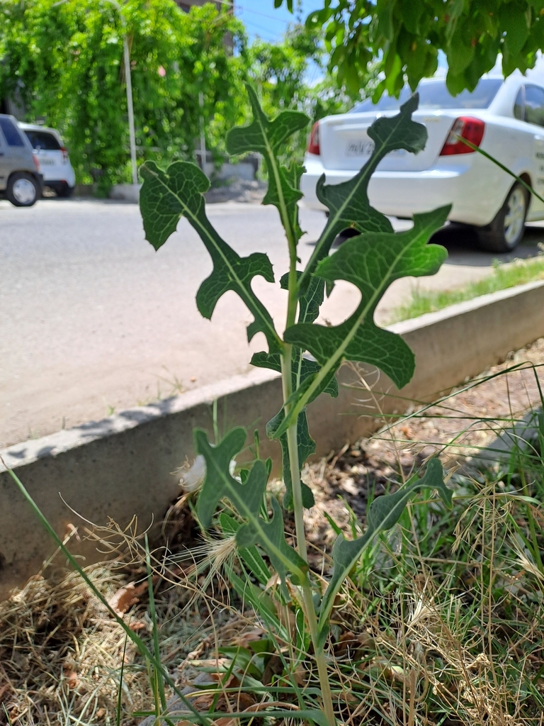 Lactuca