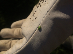 Cassida margaritacea