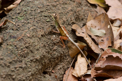 Otocryptis nigristigma