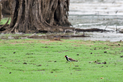 Vanellus indicus lankae