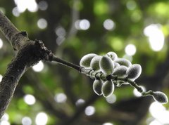 Gnetum luofuense