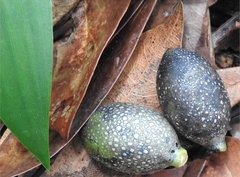 Gnetum luofuense