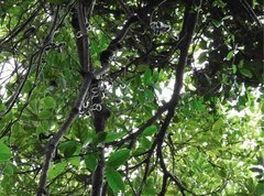 Gnetum luofuense