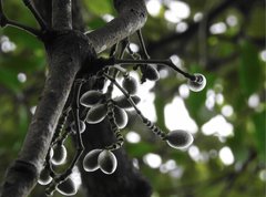 Gnetum luofuense