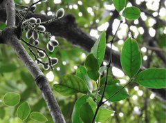 Gnetum luofuense