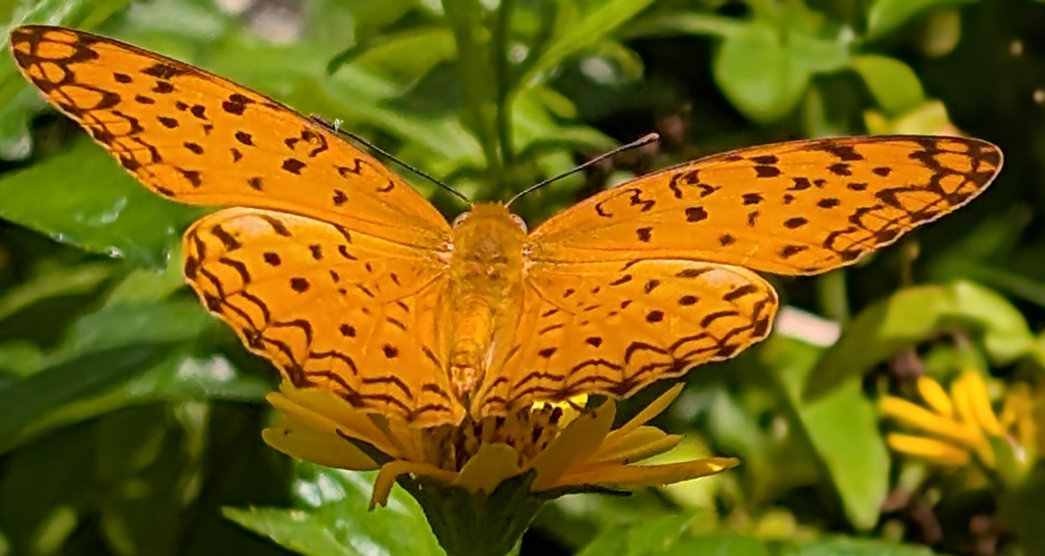 Common Leopard