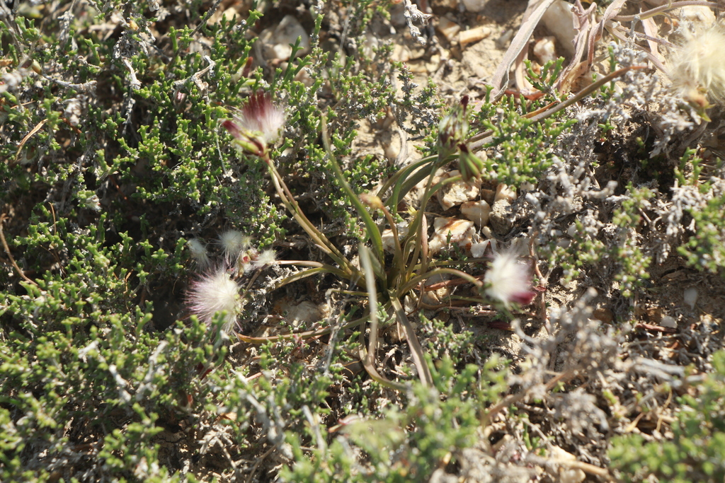 Plantae