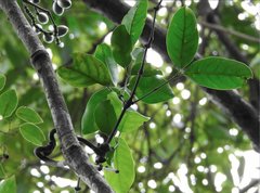 Gnetum luofuense