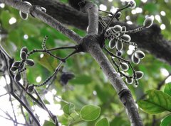 Gnetum luofuense