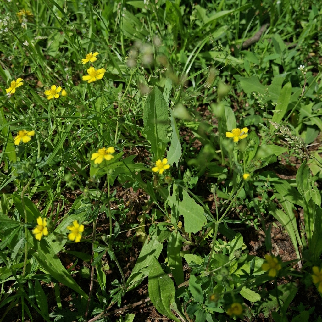 Fragaria