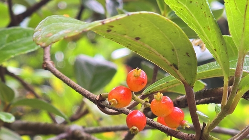 Taitung viburnum (Viburnum taitoense)