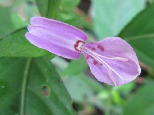 Peristrophe japonica iNat (3)