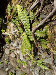 Blechnum blechnoides