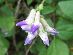 Amphicarpaea edgeworthii