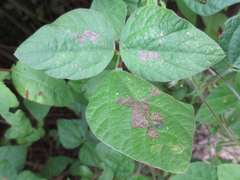 Amphicarpaea edgeworthii